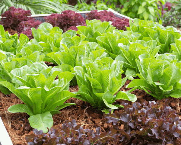 Spring Gardening Tip Australia Complete Guide to Preparing Your Garden