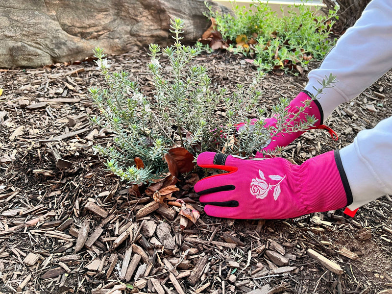 Person wearing bright pink gardening gloves planting a small shrub in a mulched garden bed with gardening gloves cleaning tips concept.
