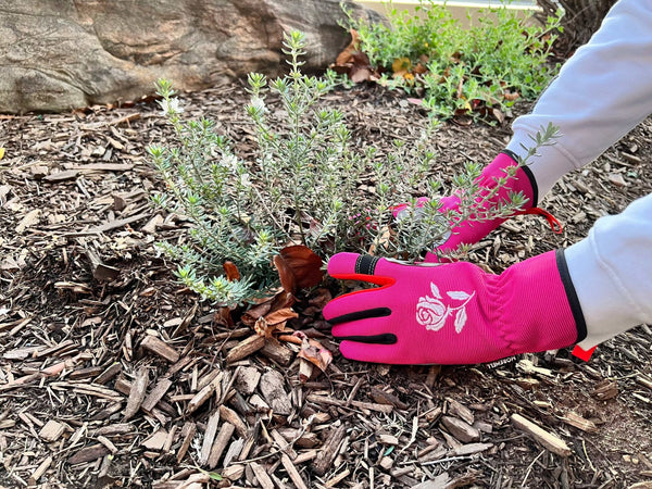 Australian Summer Front Garden Create  Resilient Low-Maintenance Style