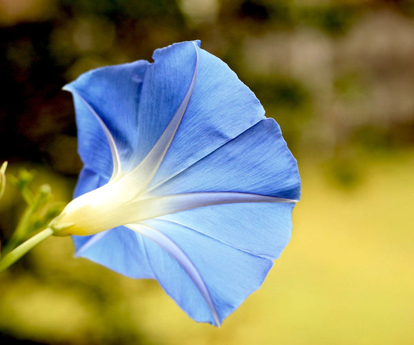 Mastering Garden Resilience: Your Ultimate Guide to Protecting Plants from Australia's Extreme Weather