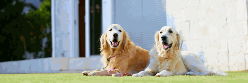 The Ultimate Guide to Creating a Safe and Fun Pet-Friendly Garden in Australia