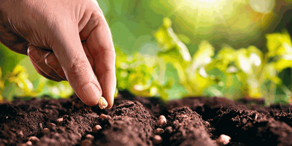 Hand planting seeds in soil with green plants in the background, illustrating eco-friendly gardening practices.