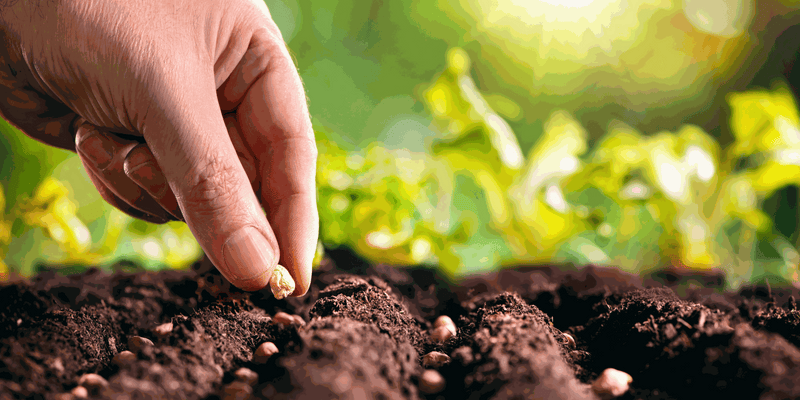 Hand planting seeds in soil with green plants in the background, illustrating eco-friendly gardening practices.
