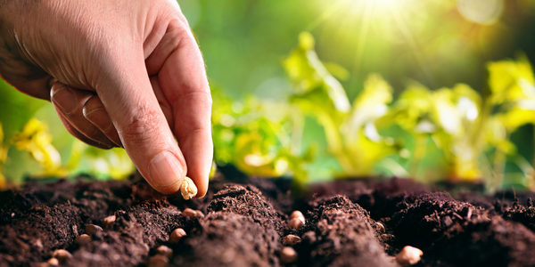 Eco-Friendly Gardening: Why Synthetic Leather AND Cotton Gloves Are the Sustainable Choice