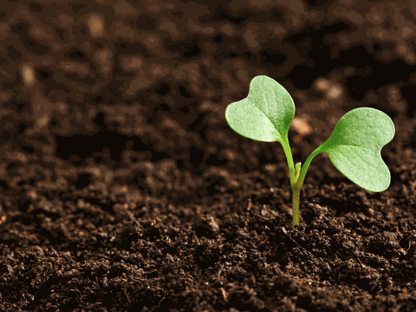 Young green seedling sprouting from rich soil, ideal for planting in grow bags during autumn and winter gardening.