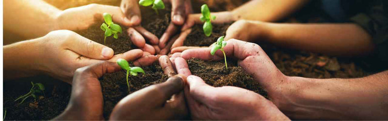 Hands of diverse people nurturing young seedlings in soil, symbolizing sustainable gardening choices and eco-friendly practices.