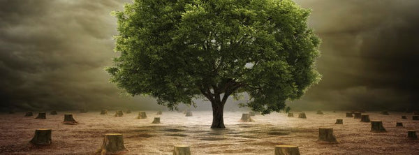 sustainable leather alternatives