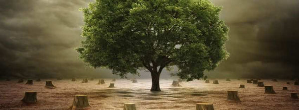 sustainable leather alternatives