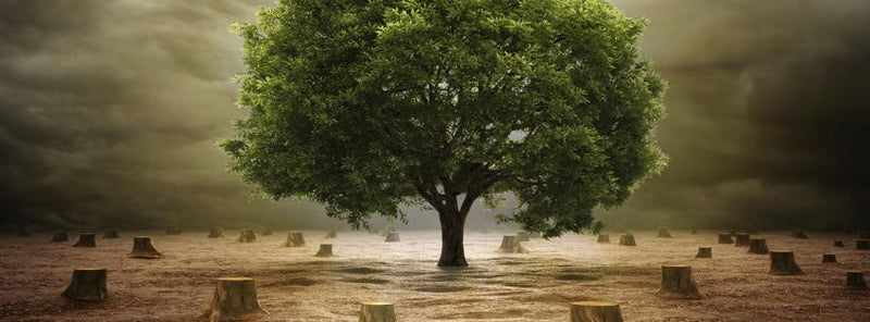 sustainable leather alternatives
