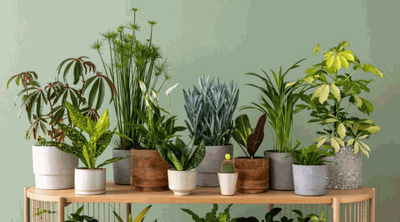 Internal Planting The Ultimate Guide to Indoor Planting: How to Start, Benefits, and Mai