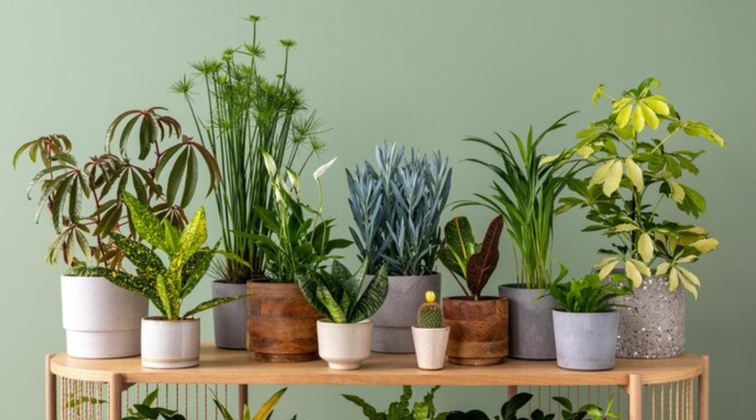 The Ultimate Guide to Indoor Planting: How to Start, Benefits, and Mai