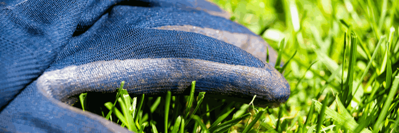 Close-up of a blue gardening glove gripping green grass, illustrating protection and grip for gardening tasks comparing nitrile gloves vs. rubber gloves.