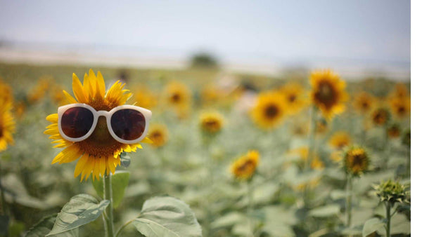 Sunflower wearing sunglasses in a bright summer garden field representing summer gardening tips in Australia
